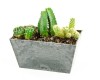 Cactus Garden as a Gift
